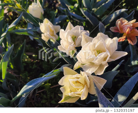 Beautiful blossoming blooming tulip flower. Blooming tulip flower with white petals with drops of morning dew close-up. Beautiful blooming flower on sunny morning in spring. Nature. Natural background Beautiful blossoming blooming tulip flower. Blooming tulip flower with white petals with drops of morning dew close-up. Beautiful blooming flower on sunny morning in spring. Nature. Natural background 132035197
