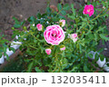 Pink rose flower, top view, close-up. A mini rose flower with buds on a green bush is covered in raindrops and grows in the garden. Horizontal photo. Slightly blurred natural background. 132035411