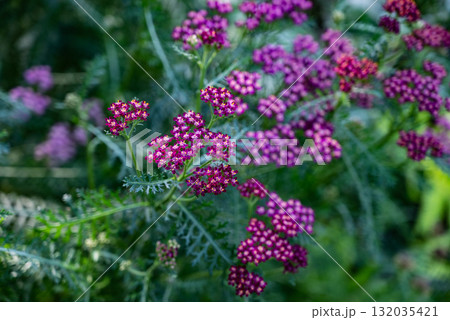 Vibrant clusters of purple flowers blooming during a sunny afternoon in a lush garden 132035421