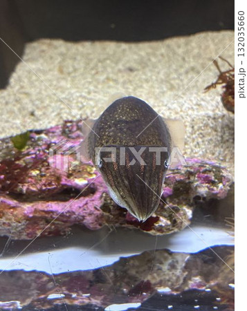 シリヤケイカ 132035660