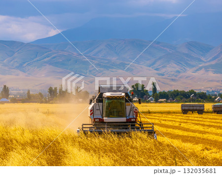 Combine harvester working in serene rural field with trailers Combine harvester working in serene rural field with trailers 132035681