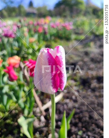 Beautiful varietal blooming tulip close up. Growing blossoming flower with white pink petals on background of blurred multicolored flowering flowers on sunny spring day. Nature. Natural background 132035738