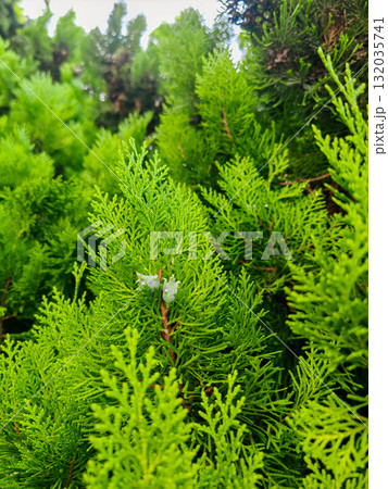 Green thuja branches close-up in summer. Bright green thuja branches with fresh needles captured in daylight. Evergreen foliage background in a summer park. Green thuja branches close-up in summer. Bright green thuja branches with fresh needles captured in daylight. Evergreen foliage background in a summer park. 132035741