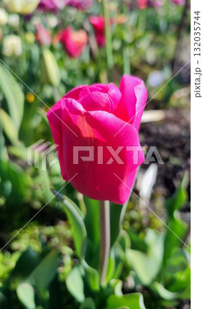 Beautiful varietal blooming tulip close up. Growing blossoming tulip flower with red pink petals on background of blurred multicolored flowering flowers on sunny spring day. Nature. Natural background 132035744