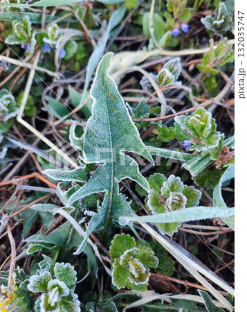 Green leaves covered with white snowflakes from frost on spring morning. The green leaves of the plant are covered with frost close-up. Leaves with white hoarfrost crystals. Freezing 132035747