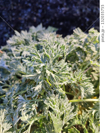 Green leaves covered with white snowflakes from frost on a sunny spring morning. The green leaves of the plant are covered with frost close-up. Wormwood leaves with white hoarfrost crystals. Freezing 132035755