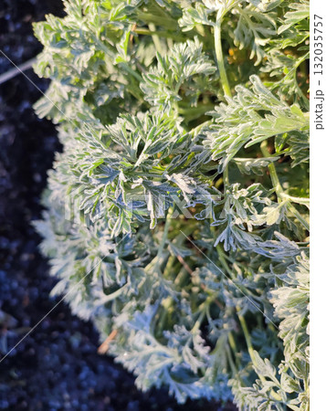 Green leaves covered with white snowflakes from frost on a sunny spring morning. The green leaves of the plant are covered with frost close-up. Wormwood leaves with white hoarfrost crystals. Freezing 132035757