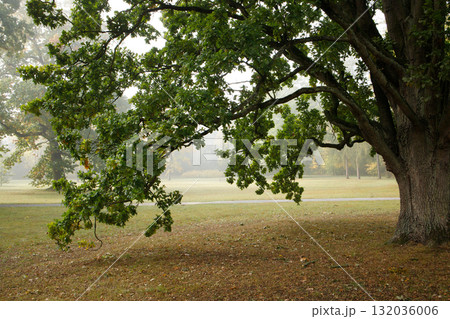 Big green oak tree in foggy autumn park in the morning. Wilanow park in Warsaw, Poland in October. Big green oak tree in foggy autumn park in the morning. Wilanow park in Warsaw, Poland in October. 132036006