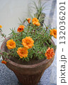 Portulaca orange flowers and succulent green leaves in a terracotta pot against grey background of a balcony. Close-up. Vertical image. Copy space on the top. Real colors, natural background. 132036201