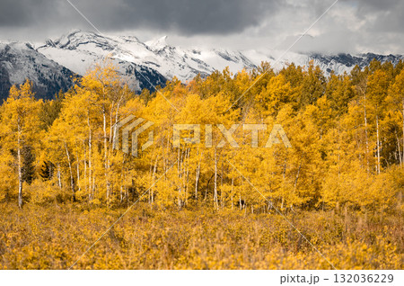 Yellow aspen trees during fall foliage with snowcapped mountain under overcast sky 132036229