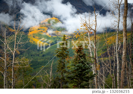 Beautiful yellow and green aspen forest on mountain in the mist 132036255
