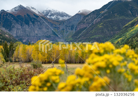 Beautiful scenery of snowcapped mountain and yellow aspen trees during fall in Telluride, Colorado 132036256