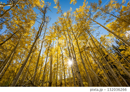 Sun shining through the yellow aspen tree during fall foliage in Colorado, United States 132036266