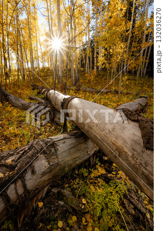 Sun shining through the yellow aspen forest with fallen trees trunk crossing during fall foliage Sun shining through the yellow aspen forest with fallen trees trunk crossing during fall foliage 132036270