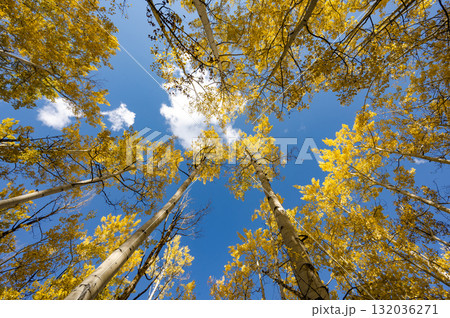 Yellow aspen tree canopy during fall foliage in Colorado, United States 132036271