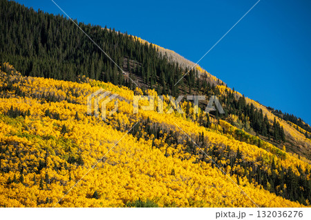 Autumn scenery of yellow aspen grove and green pine forest on mountain hill 132036276