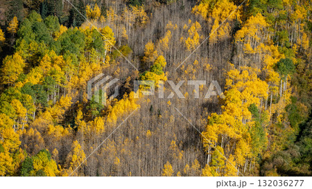Autumn scenery of yellow aspen grove on mountain hill during fall foliage of Colorado, USA Autumn scenery of yellow aspen grove on mountain hill during fall foliage of Colorado, USA 132036277