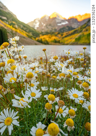 Daisy flower bush with blurred Maroon bells mountain and lake at sunrise Daisy flower bush with blurred Maroon bells mountain and lake at sunrise 132036284