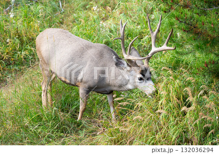 Mule deer buck with impressive antlers in the bush at Rocky Mountain National Park, Colorado, USA 132036294