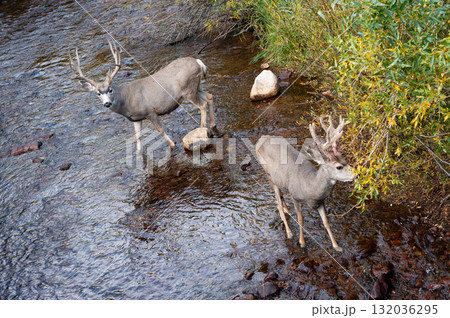 Two mule deer buck with impressive antlers crossing the creek. 132036295