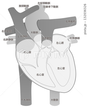 人間の心臓・断面図（単体/グレースケール） 132036326