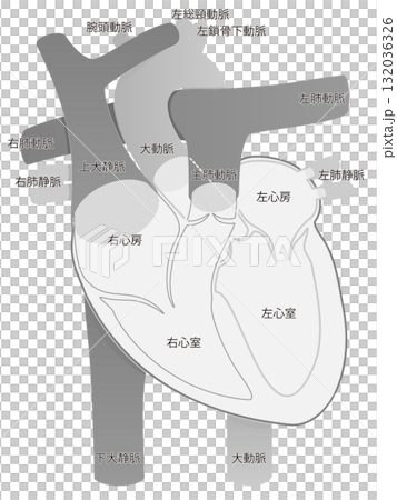 人間の心臓・断面図（単体/グレースケール） 132036326