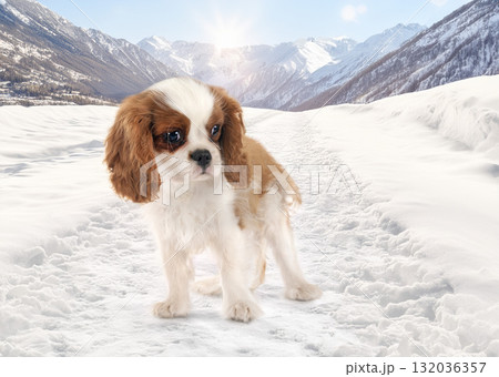 puppy cavalier king charles 132036357