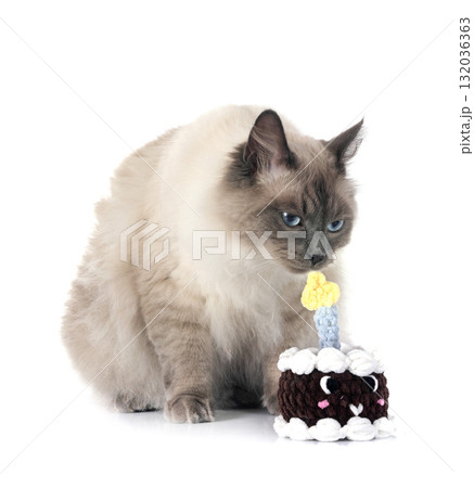 siberian cat in studio siberian cat in studio 132036363