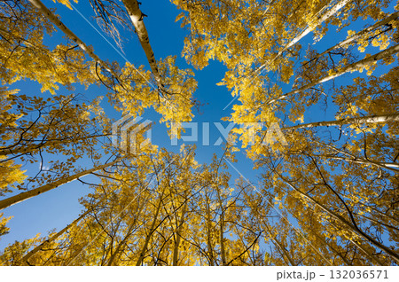 Yellow aspen tree canopy during fall foliage in Colorado, United States 132036571