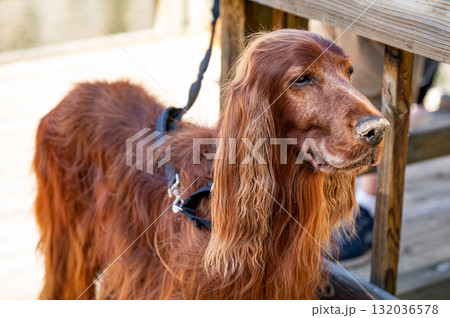Irish Setter dog or Irish Red Setter, an elegant hunting dog 132036578