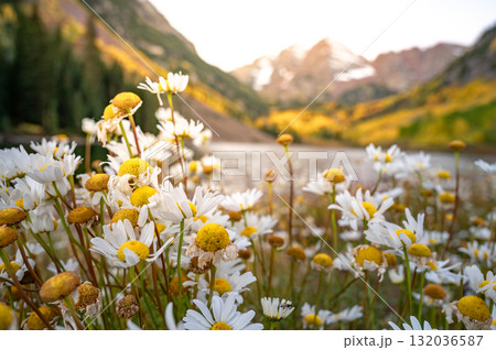 Daisy flower bush with blurred Maroon bells mountain and lake at sunrise Daisy flower bush with blurred Maroon bells mountain and lake at sunrise 132036587