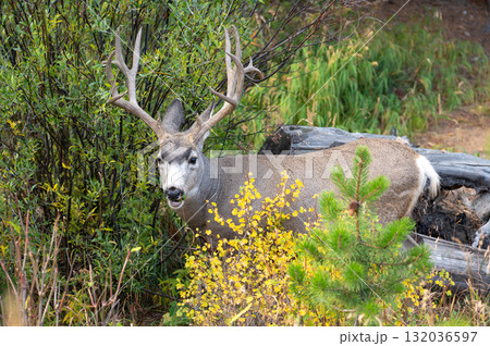 Mule deer buck with impressive antlers in the bush at Rocky Mountain National Park Mule deer buck with impressive antlers in the bush at Rocky Mountain National Park 132036597