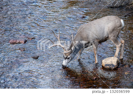 Mule deer buck with impressive antlers drinking water from the creek 132036599