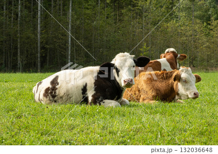 Brown and White Cows Grazing in Idyllic Countryside Landscape Brown and White Cows Grazing in Idyllic Countryside Landscape 132036648