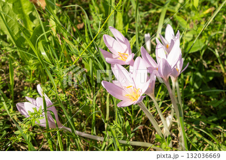 Colchicum alpinum Flower in Alpine Meadow 132036669