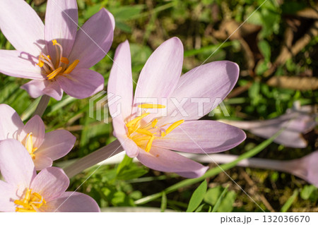 Colchicum alpinum Flower in Alpine Meadow 132036670