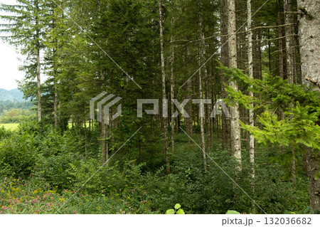 Coniferous forest, many evergreen spruce trees in the forest Coniferous forest, many evergreen spruce trees in the forest 132036682