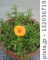 An orange portulaca flower in water droplets. Close-up. Vertical image. A green succulent, a tropical plant has bloomed in a clay pot. High angle shot. Gray blurred background.  132036719