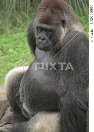 近頃腰痛が出るようになりまして、と腰に手をやるゴリラ 132036994