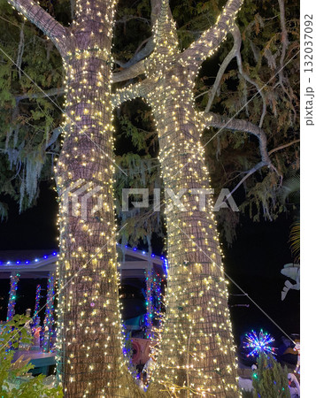 Two tall trees are wrapped with glowing golden Christmas lights shining in the dark. The festive illumination creates a warm and magical holiday scene. Two tall trees are wrapped with glowing golden Christmas lights shining in the dark. The festive illumination creates a warm and magical holiday scene. 132037092
