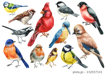 Watercolor Birds Set. Songbirds, Cardinals, Kingfisher, Robin and Sparrow Illustration Collection for design isolated on white Watercolor Birds Set. Songbirds, Cardinals, Kingfisher, Robin and Sparrow Illustration Collection for design isolated on white 132037141