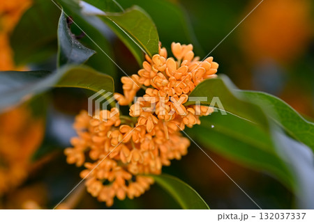 金木犀の花が咲いている 132037337