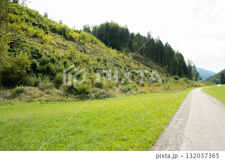 Path Through Meadow Leading into Coniferous Forest in Summer Light Path Through Meadow Leading into Coniferous Forest in Summer Light 132037365