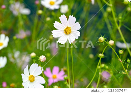 秋に咲くコスモスの白い花 秋に咲くコスモスの白い花 132037474