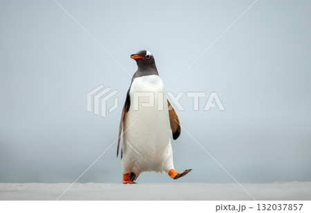 Gentoo penguin walking along a sandy beach on the Falkland Islands Gentoo penguin walking along a sandy beach on the Falkland Islands 132037857