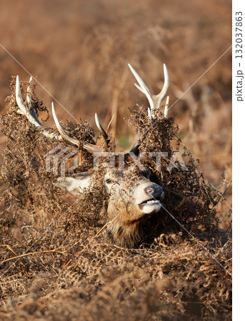 Portrait of a majestic red deer stag with bracken on antlers during the rut in autumn 132037863