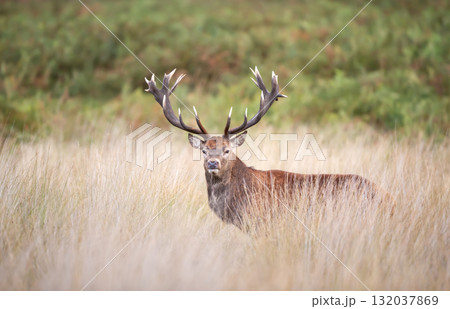 Portrait of a majestic red deer stag with large antlers in a meadow Portrait of a majestic red deer stag with large antlers in a meadow 132037869