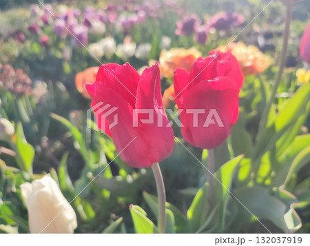 Beautiful varietal blooming tulip close up. Growing blossoming tulip flower with red pink petals on background blurred multicolored flowering flowers on sunny spring day. Sunlight. Natural background 132037919