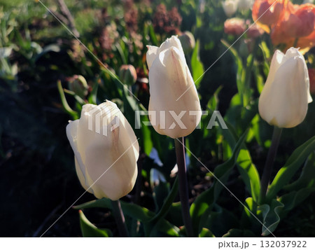 Beautiful varietal blooming tulip close up. Growing blossoming tulip flower with white pink petals on background blurred multicolored flowering flowers on sunny spring day. Sunlight Natural background 132037922