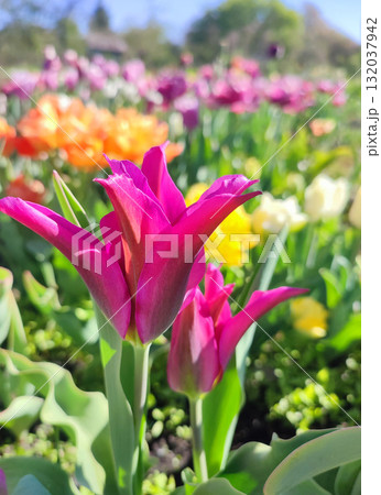 Beautiful varietal blooming tulip close up. Growing blossoming tulip flower with red pink petals on background of blurred multicolored flowering flowers on sunny spring day. Nature. Natural background 132037942